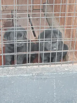 1-3 Months Female Purebred Labrador Retriever