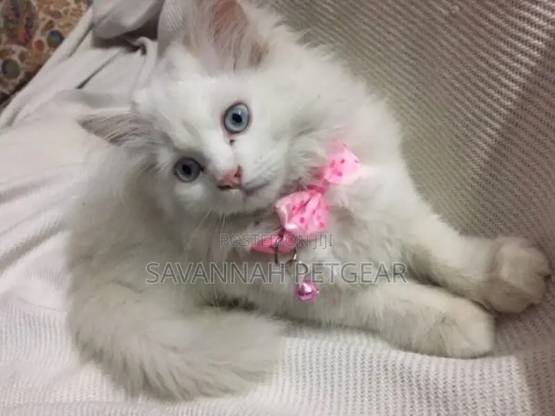 Royal Print Cat Collar, With Bell