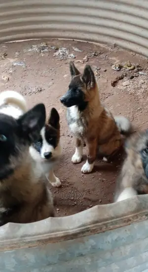 1-3 months Female Purebred Akita