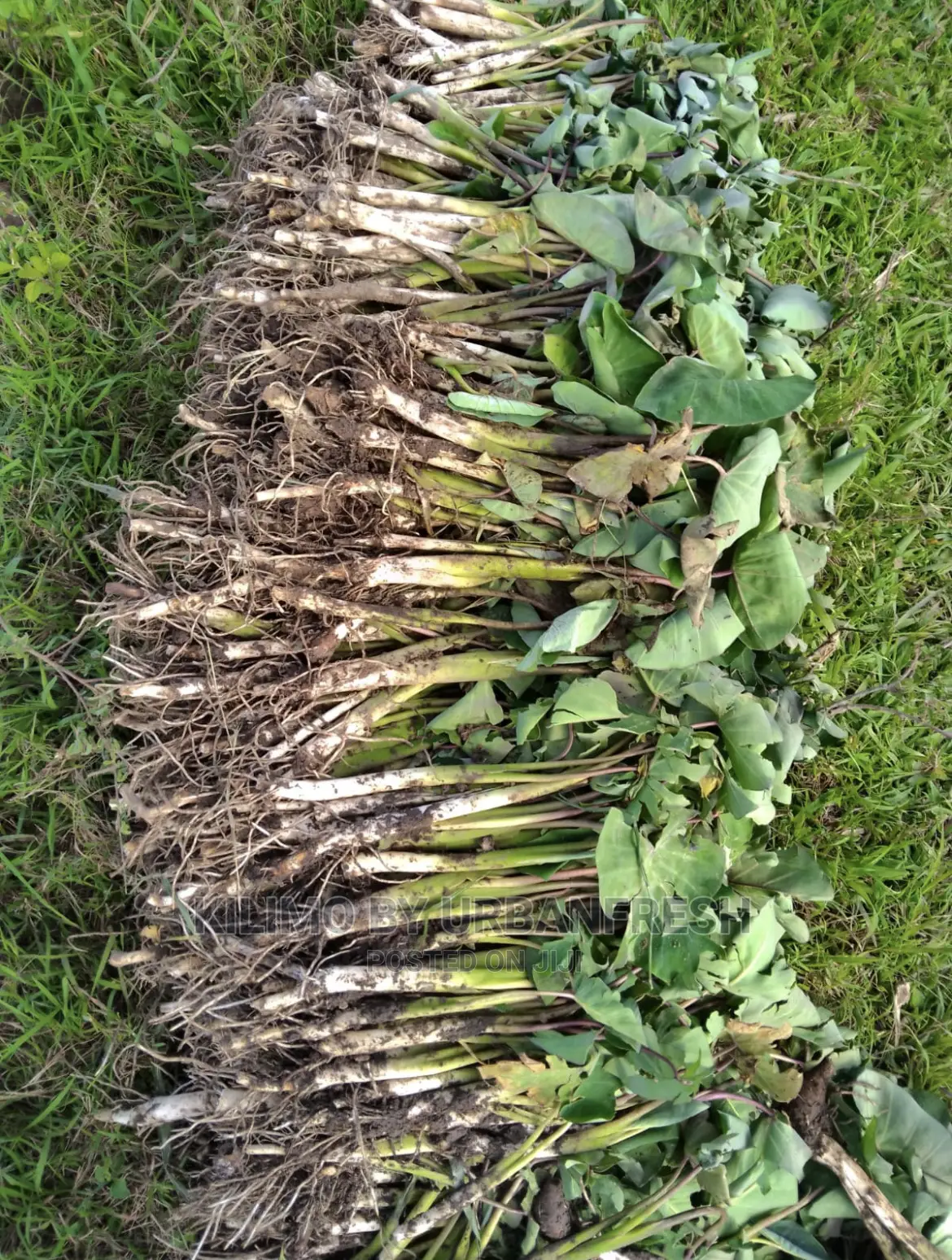 100 Arrowroot (Nduma) Suckers Cuttings Available