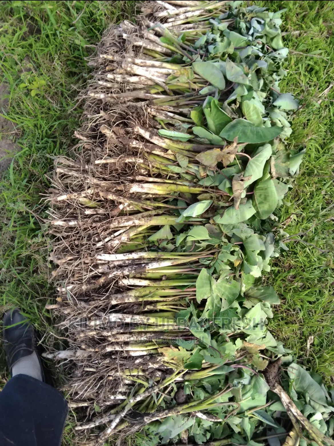 100 Arrowroot (Nduma) Suckers Cuttings Available