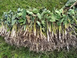100 Arrowroot (Nduma) Suckers Cuttings Available