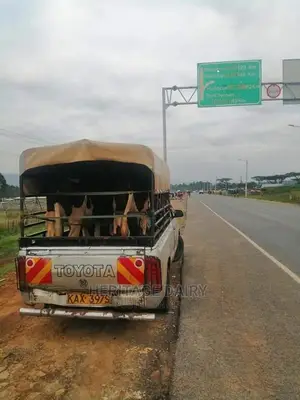 Cow Delivery Countrywide