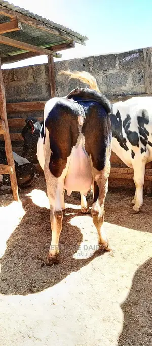 Almost Calving Heifers