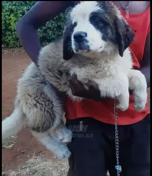 1-3 Months Female Purebred Saint Bernard