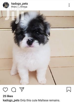 Male Purebred Maltese