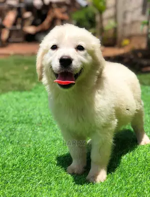 1-3 Months Male Purebred Golden Retriever