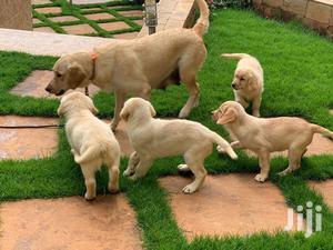 Baby Male Purebred Golden Retriever