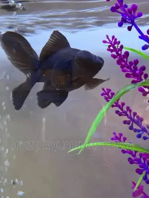 Blackmoor Fish