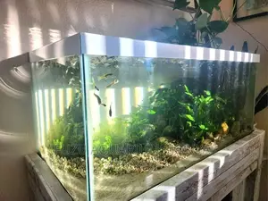 Lengthy White Aquariums