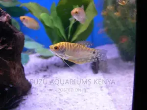 Golden/Yellow Gourami