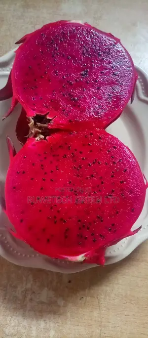 Dragon Fruit Seedlings