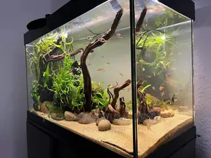 Clear Aquarium With Classic Deco and Fish
