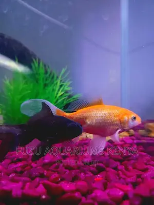 Bright Goldfish