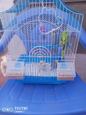 Budgise Babies