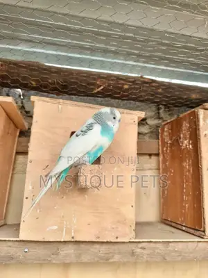 Budgy Bird