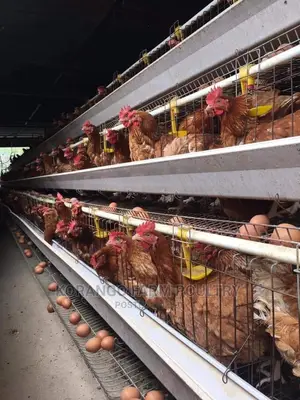 Battery Cages Automatic