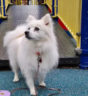 6-12 months Female Purebred Japanese Spitz