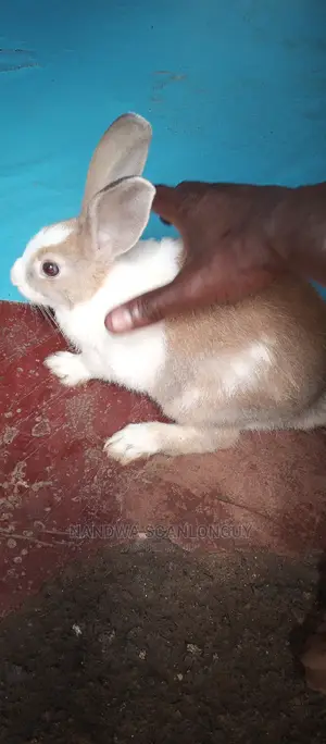 Hybrid Rabbits