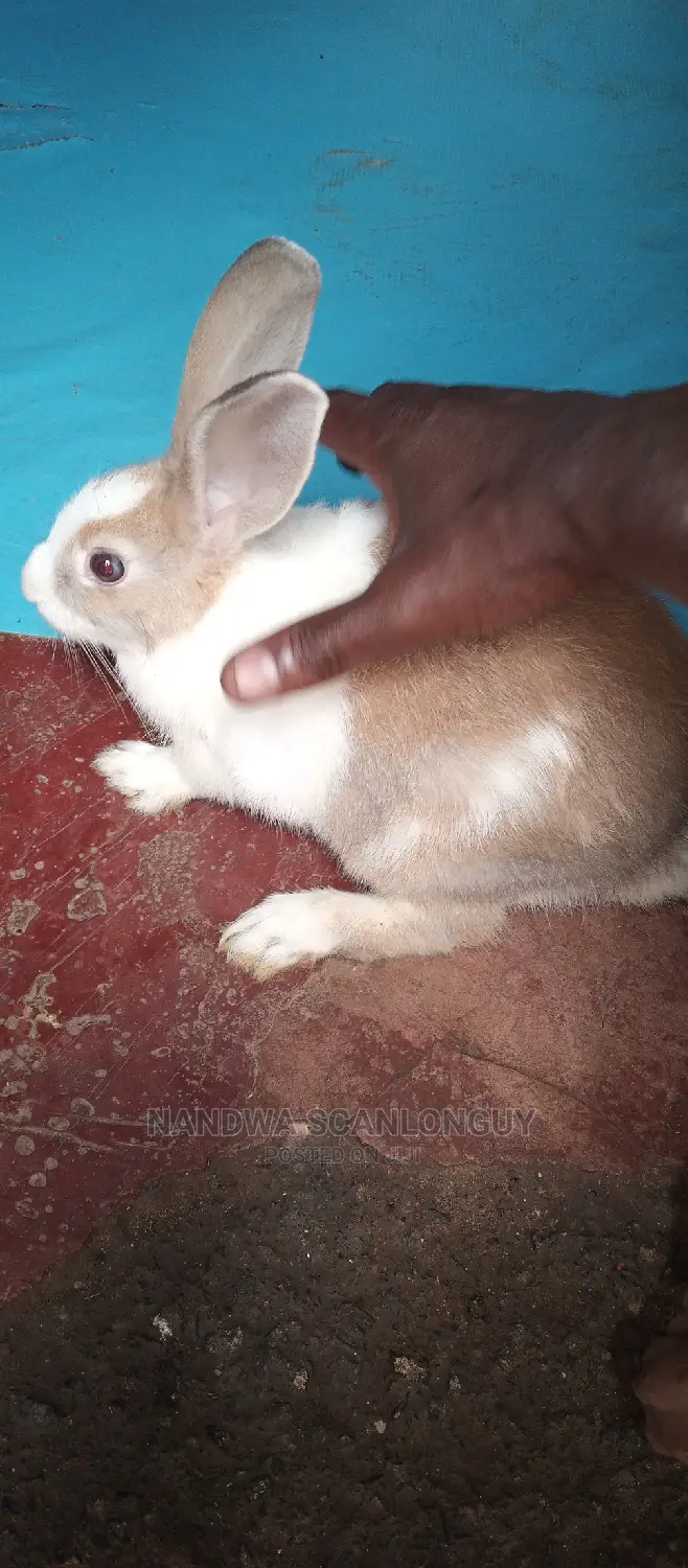 Hybrid Rabbits