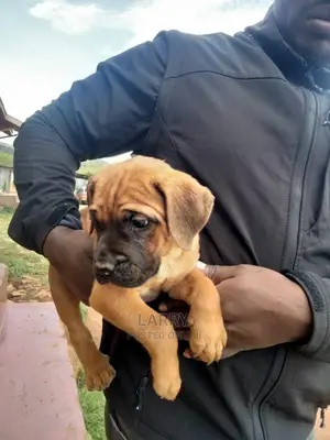 1-3 Months Female Purebred Boerboel