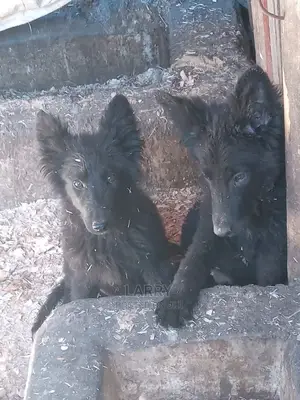 1-3 Months Female Purebred German Shepherd