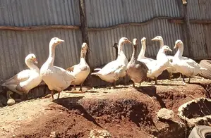 Geese on Sale