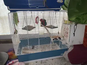 Budgie/Cockatiel Breeding Cages