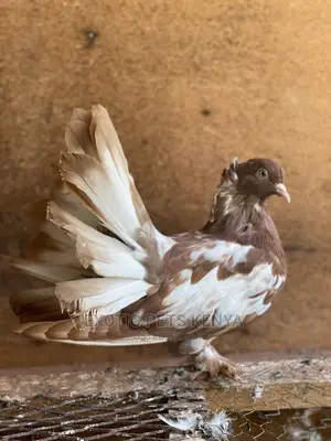 Beautiful Brown/White Fantail Pigeon
