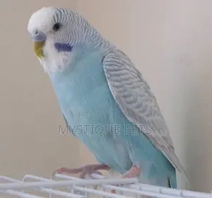 Unique Colour Budgise