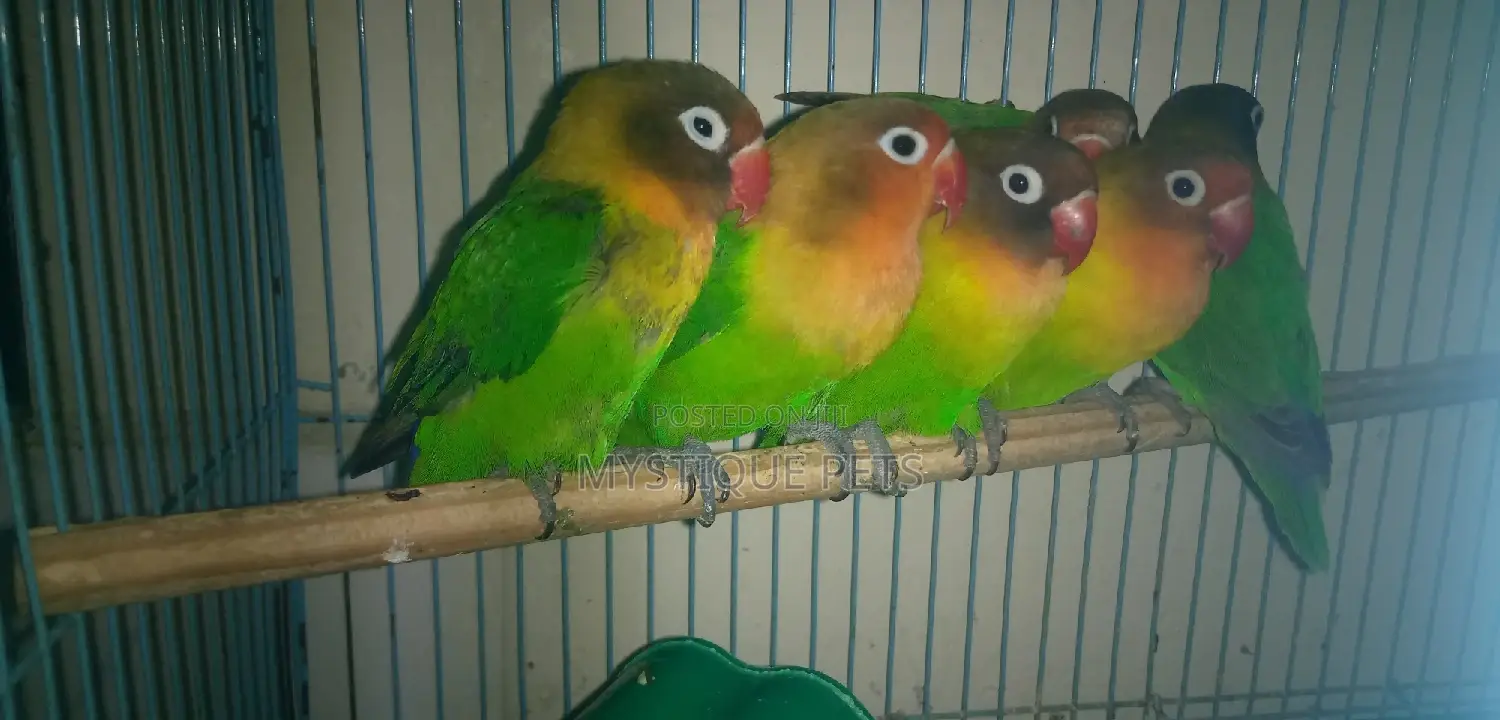 Active Love Birds