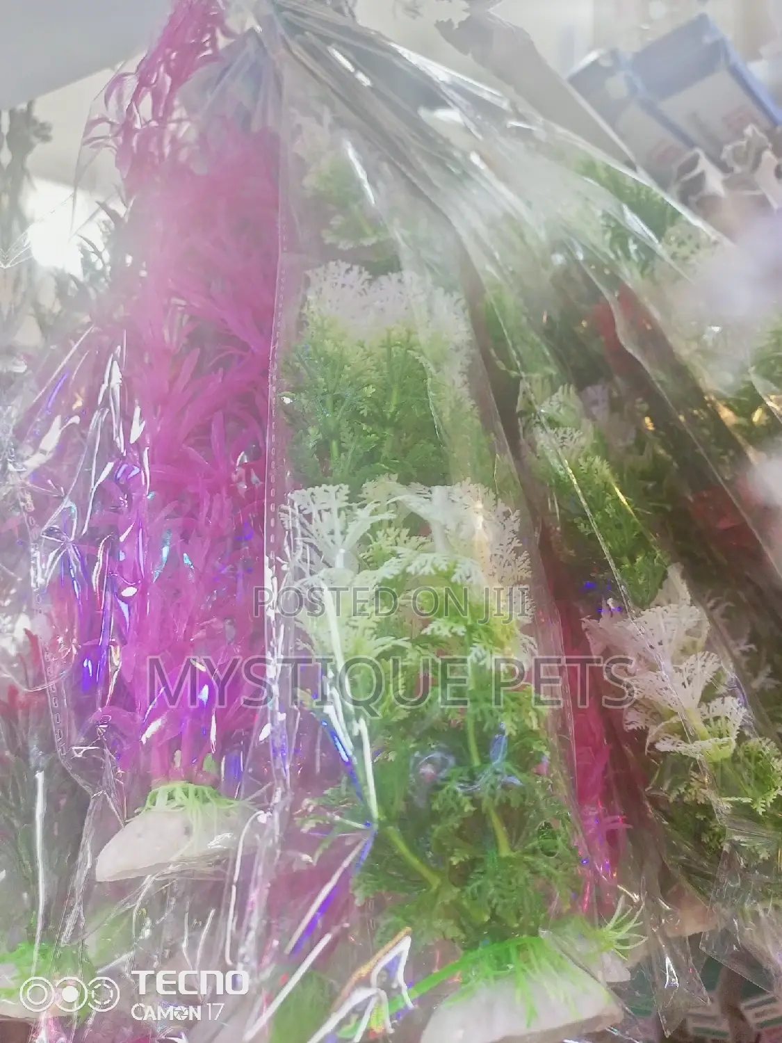 Ornamental Flowers
