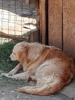 1+ Year Female Purebred Golden Retriever