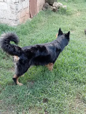 1+ Year Female Purebred German Shepherd