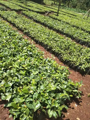 Muguka Seedlings