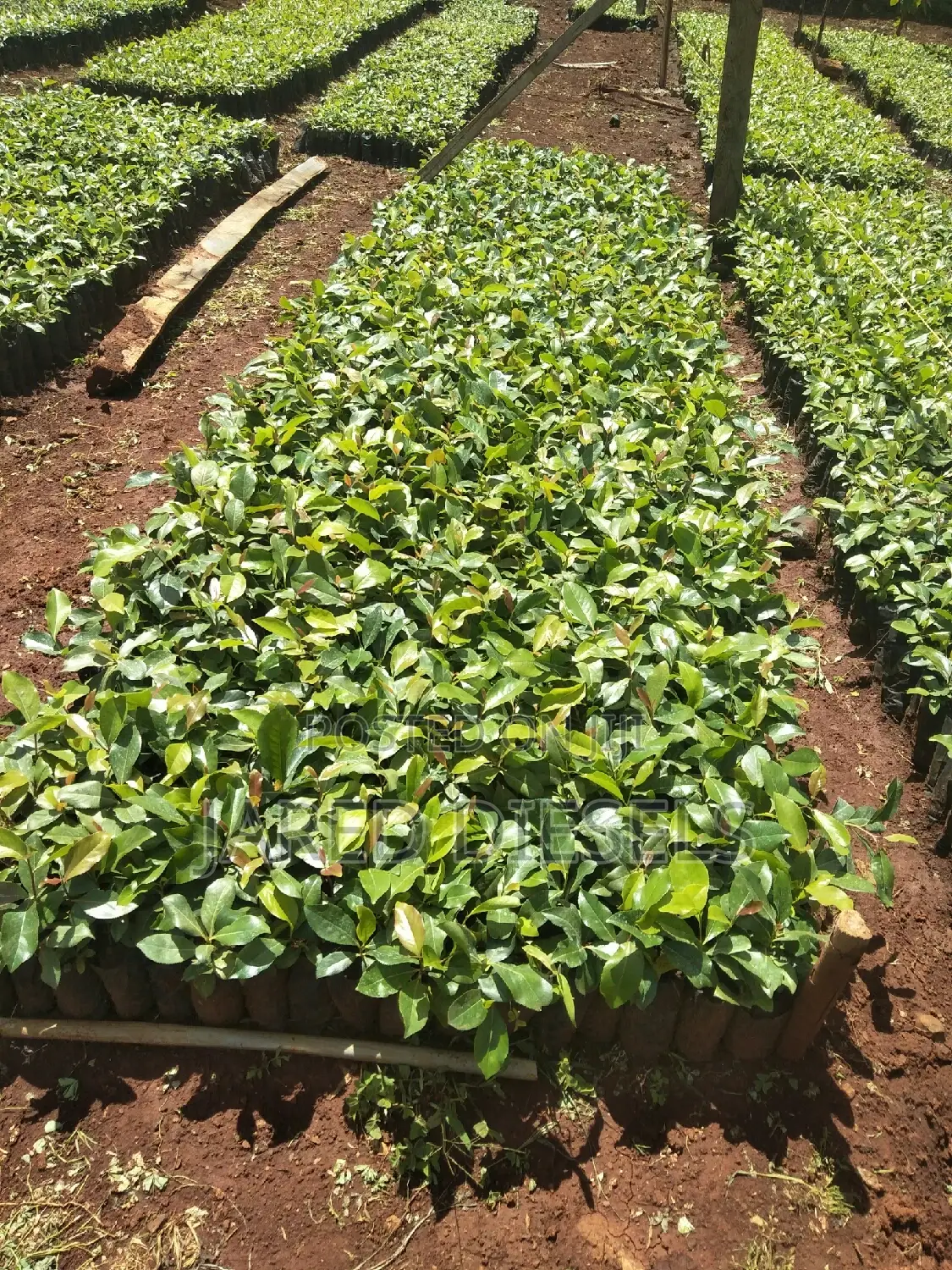 Muguka Seedlings