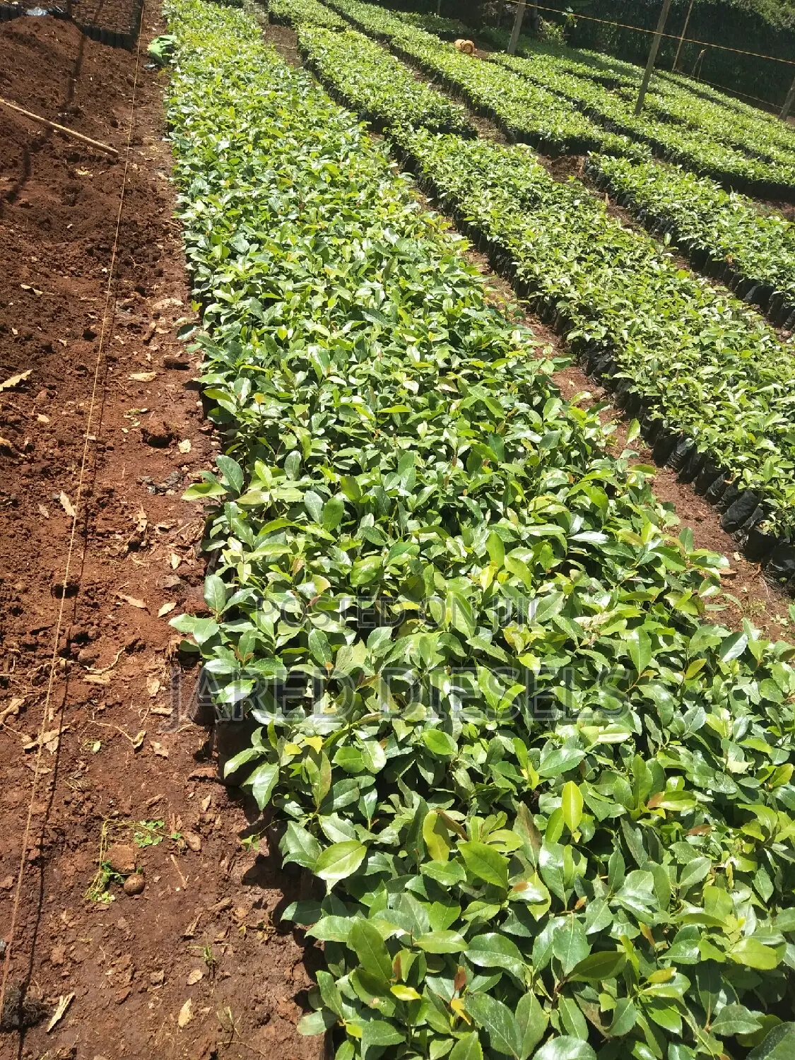 Muguka Seedlings