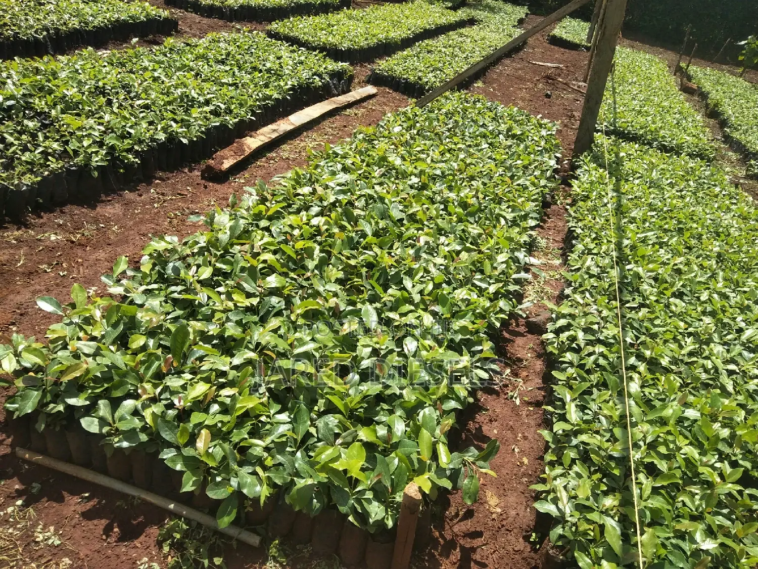Muguka Seedlings