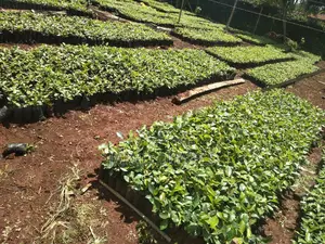 Muguka Seedlings