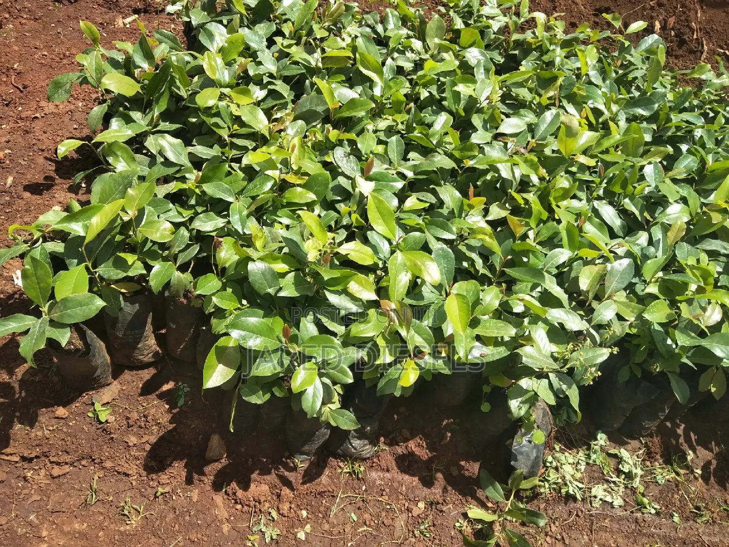 Muguka Seedlings