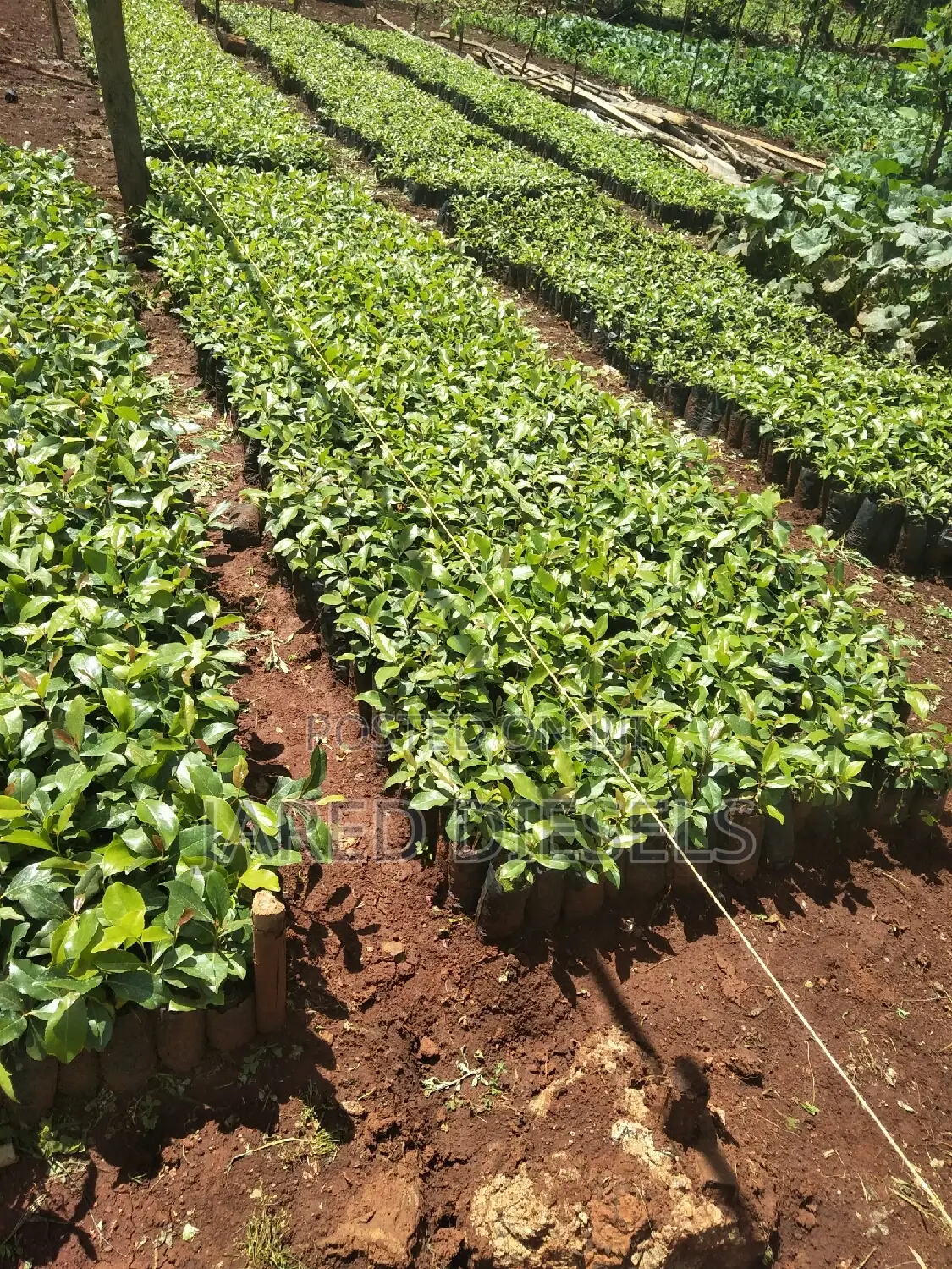 Muguka Seedlings