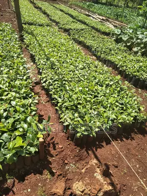 Muguka Seedlings