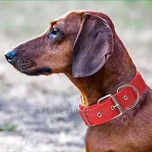Padded Dog Collar