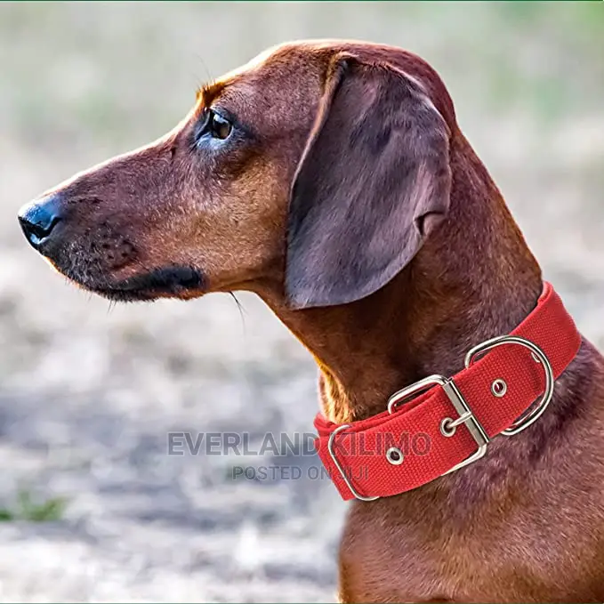 Padded Dog Collar