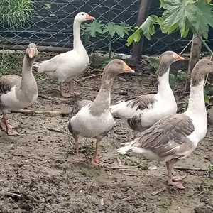 Giant Goose Mature Males and Females