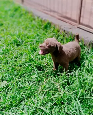 1-3 Months Female Purebred Labrador Retriever