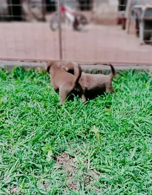 1-3 Months Male Purebred Labrador Retriever