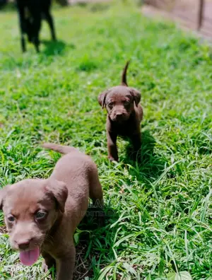 1-3 Months Female Purebred Labrador Retriever