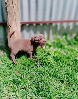 1-3 Months Female Purebred Labrador Retriever