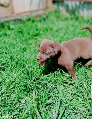 1-3 Months Female Purebred Labrador Retriever